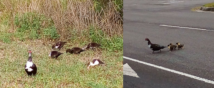 [Two photos spliced together. On the right is the mother leading a group of five very small ducks across the road. The ducklings were in a relatively tight grouping just behind the mother's tail. On the left is the ducklings a month later so they are much bigger as they eat grass while behind the mother who was staring me down as I shot the photo.]